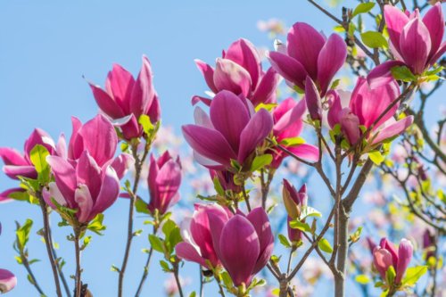 季節にぴったりのマグノリア ドレス アイテム 浜松 結婚式場 キャトルセゾン浜松 結婚式 ゲストハウスウェディング